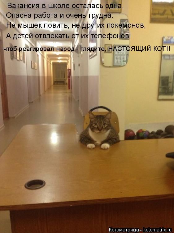 Лучшие котоматрицы недели