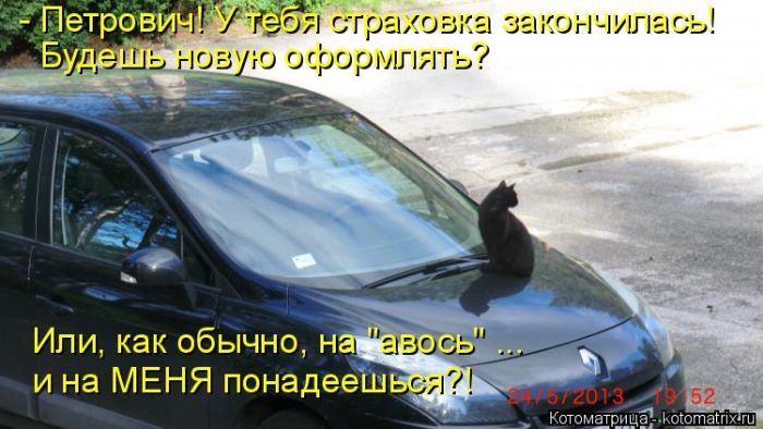 Лучшие котоматрицы недели
