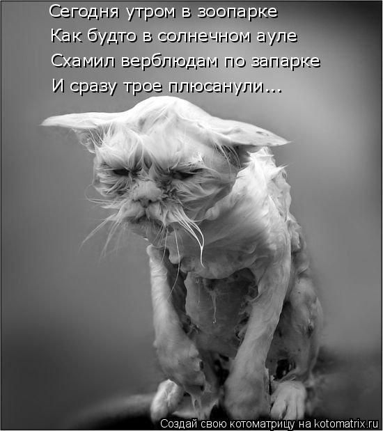 Лучшие котоматрицы недели