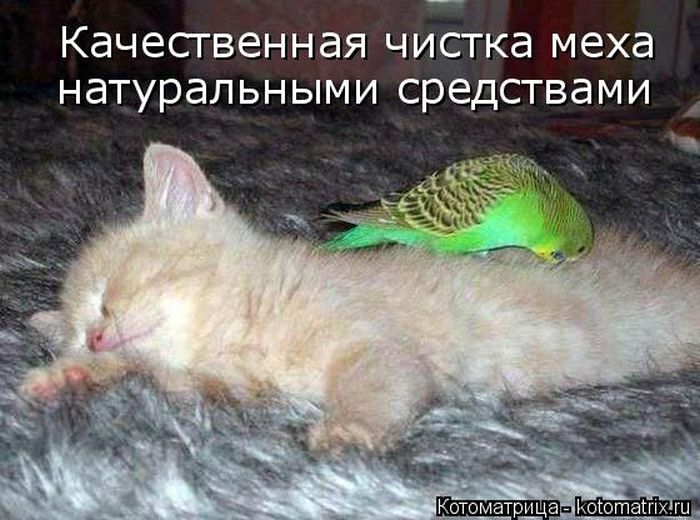 Лучшие котоматрицы недели