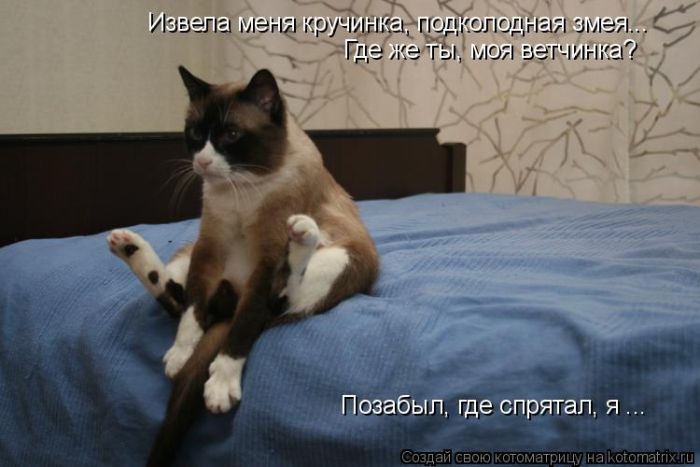 Лучшие котоматрицы недели