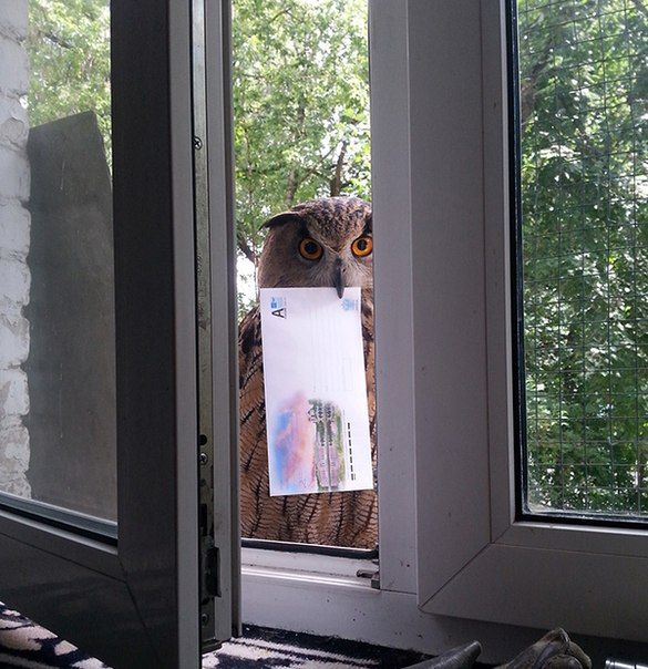 Порция картинок