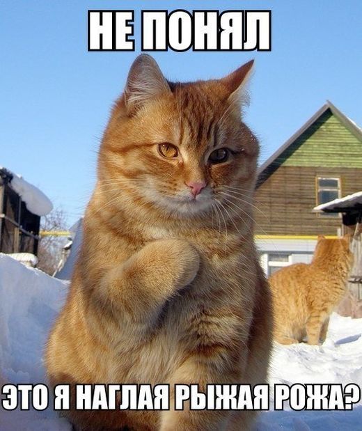 Порция картинок