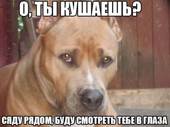 Порция картинок