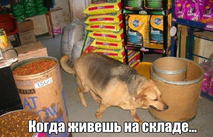 Прикольные картинки