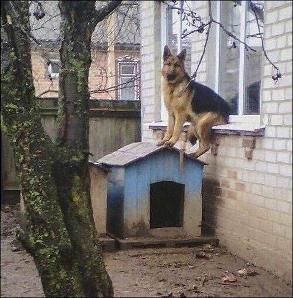 Прикольные картинки
