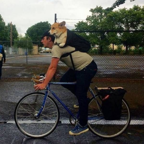 Прикольные картинки