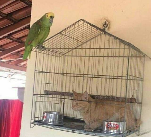 Прикольные картинки
