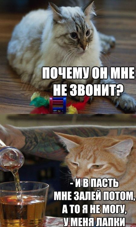 Прикольные картинки