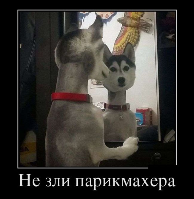 Демотиваторы