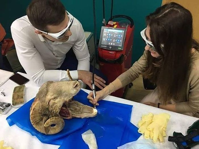 Будни студента-стоматолога