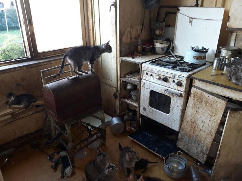 Из-за бабули, приютившей 24 кошки, провонял весь подъезд