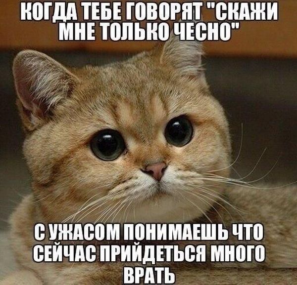Порция картинок