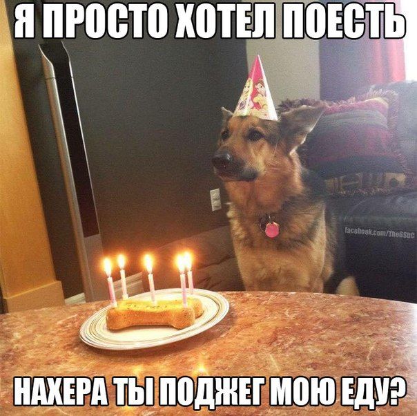 Порция картинок