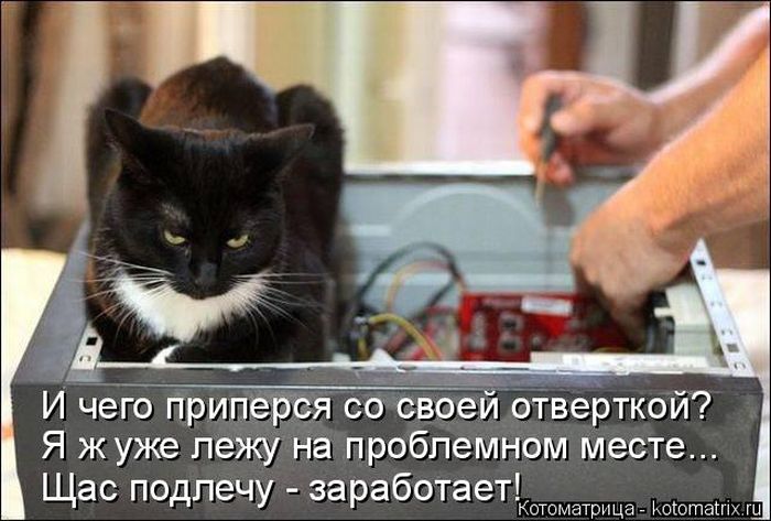 Лучшие котоматрицы недели