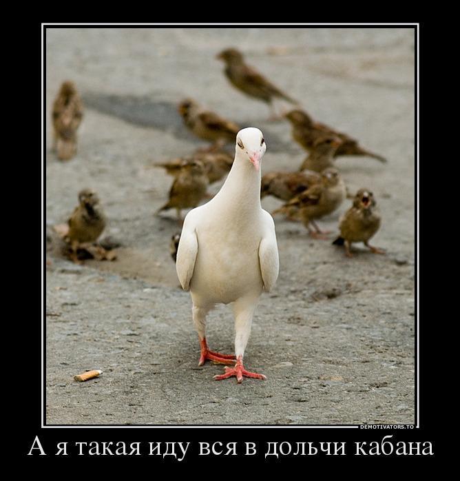 Демотиваторы (74 фото)