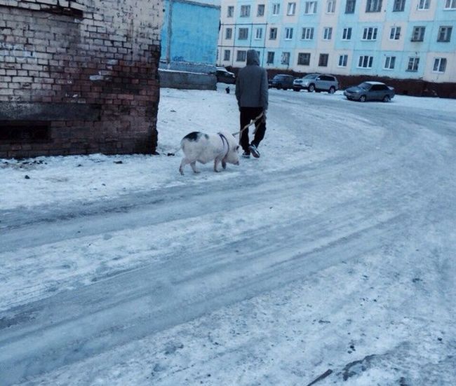 Порция картинок
