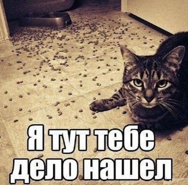 Порция картинок