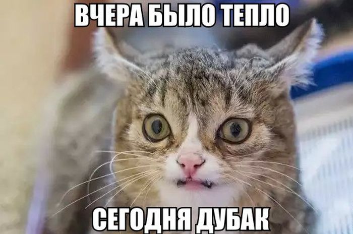 Порция картинок