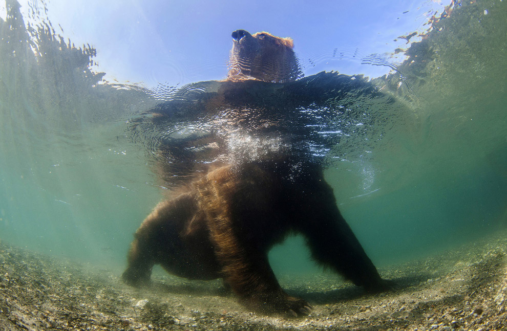 National Geographic: лучший фотограф природы года