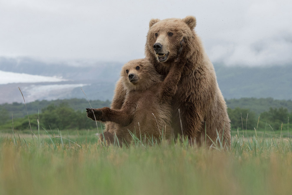 National Geographic: лучший фотограф природы года