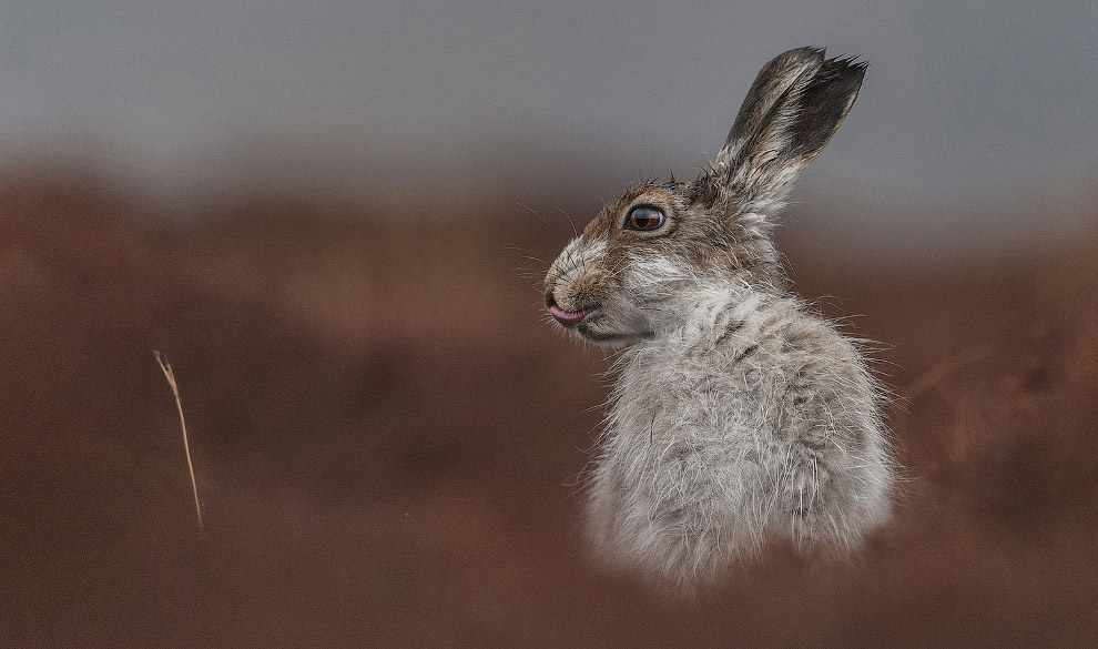 National Geographic: лучший фотограф природы года