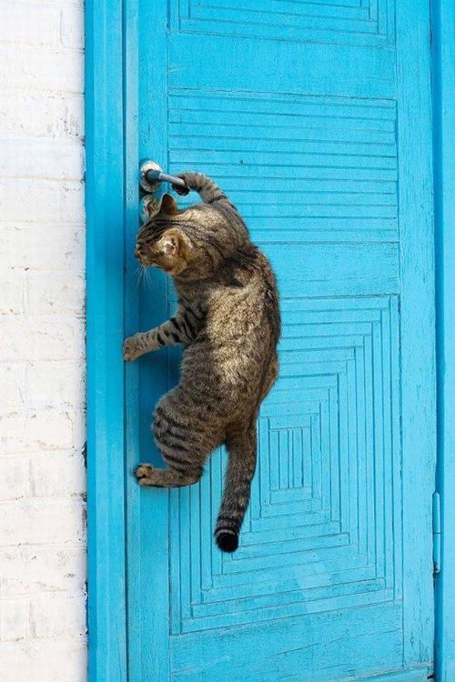 Приколльные картинки