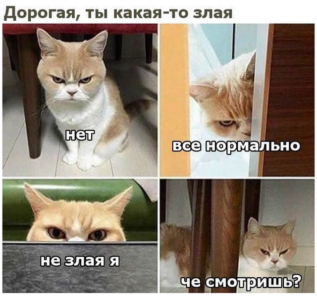 Приколльные картинки