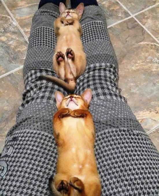 Приколльные картинки