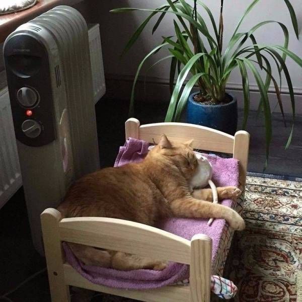 Приколльные картинки