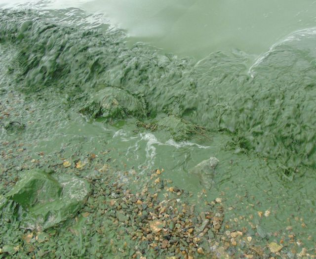 Черноисточинское водохранилище под Нижним Тагилом стало зеленым