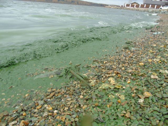 Черноисточинское водохранилище под Нижним Тагилом стало зеленым