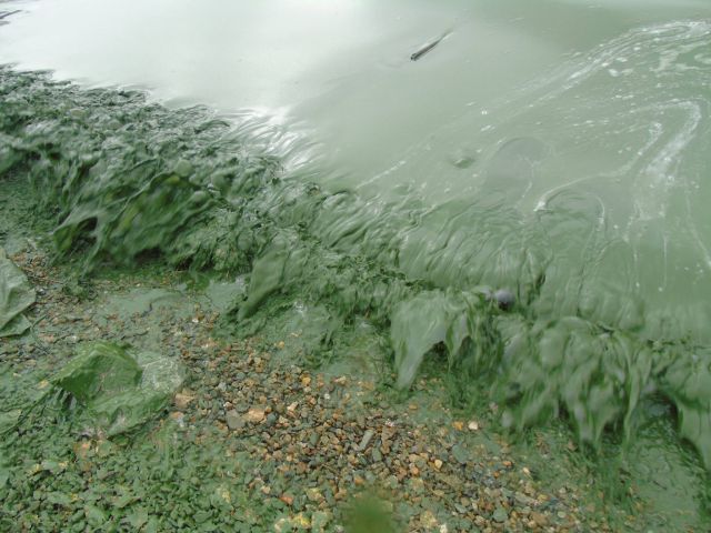 Черноисточинское водохранилище под Нижним Тагилом стало зеленым