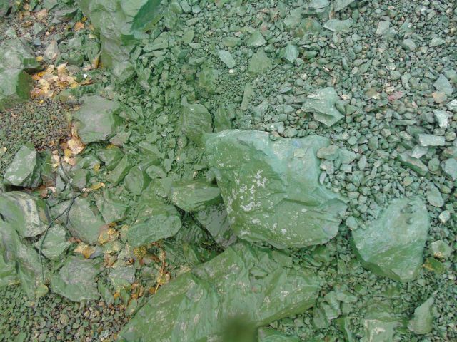 Черноисточинское водохранилище под Нижним Тагилом стало зеленым