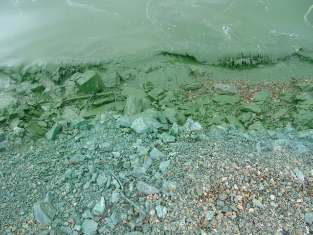 Черноисточинское водохранилище под Нижним Тагилом стало зеленым