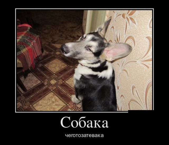 Демотиваторы