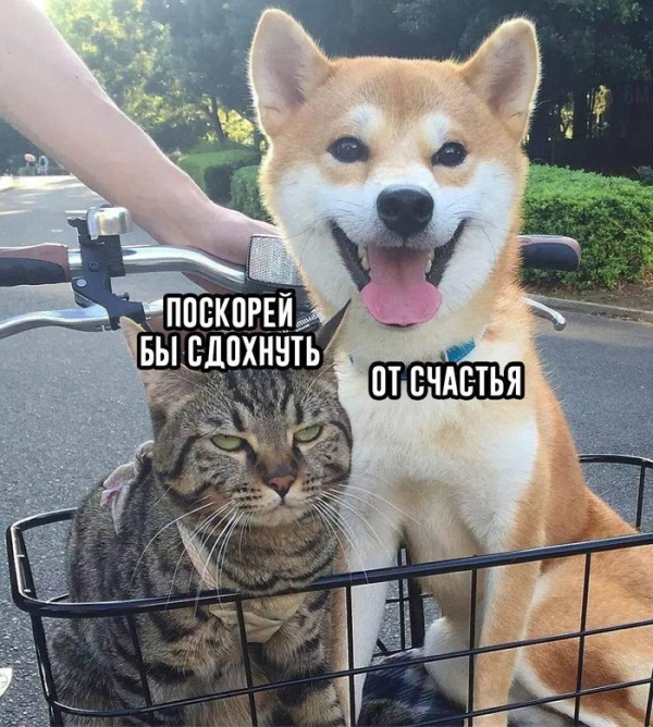 Прикольные картинки
