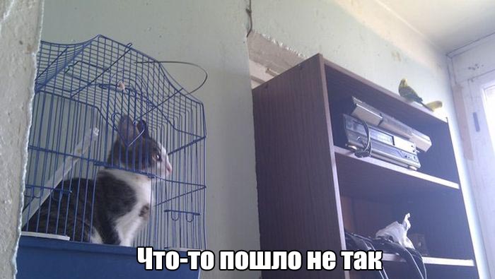 Порция картинок