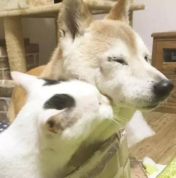 Старый пес и кот стали лучшими друзьями