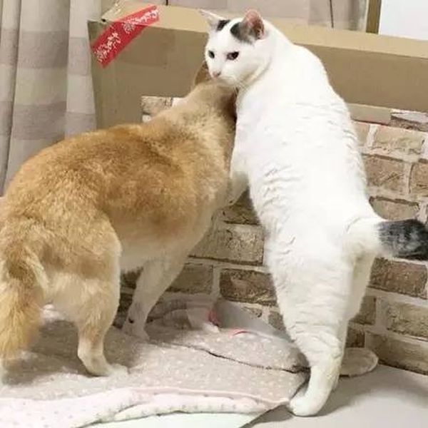 Старый пес и кот стали лучшими друзьями