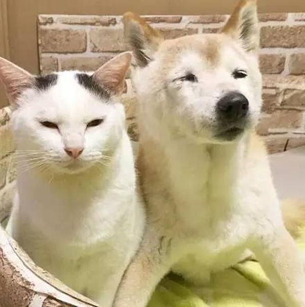 Старый пес и кот стали лучшими друзьями