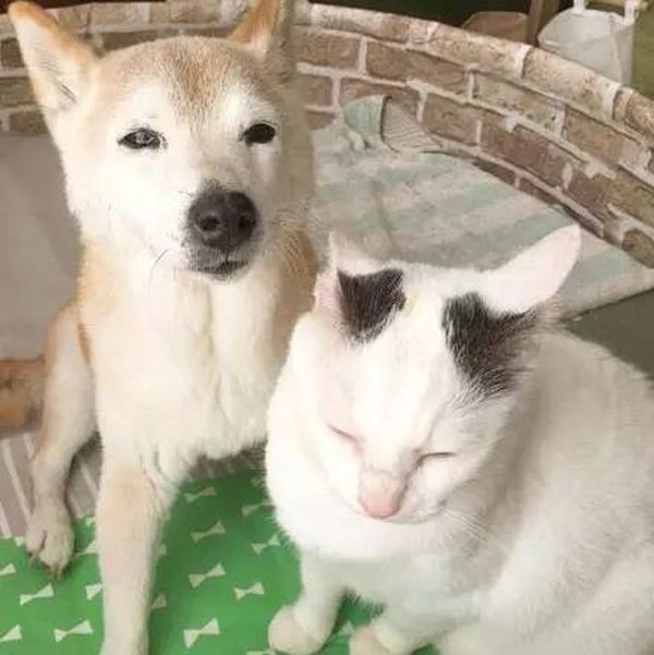 Старый пес и кот стали лучшими друзьями