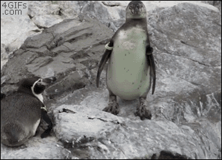 Животные проказничают