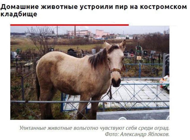 Заголовки новостей, которые заставят вас улыбнуться