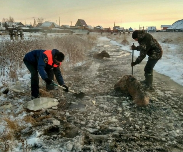 Спасение лошади и жеребенка из "ледяной ловушки" в Якутии