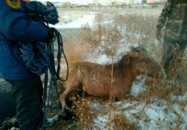 Спасение лошади и жеребенка из "ледяной ловушки" в Якутии