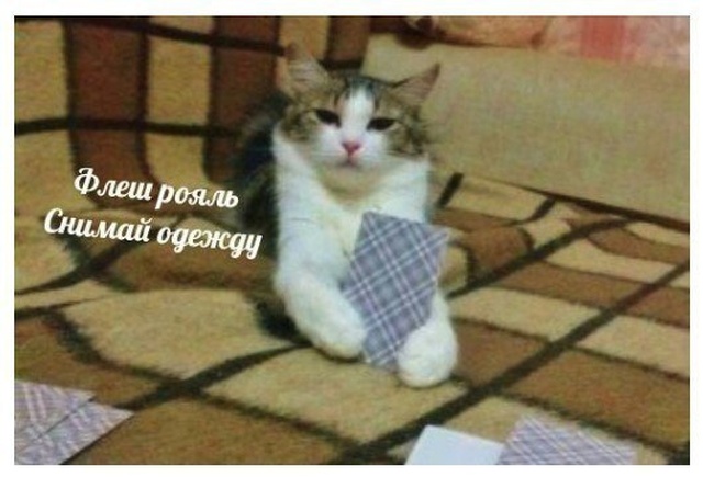 Юмор и картинки без смысловой нагрузки
