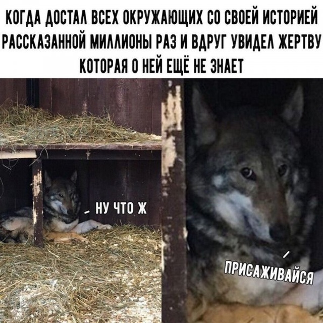 Юмор и картинки без смысловой нагрузки