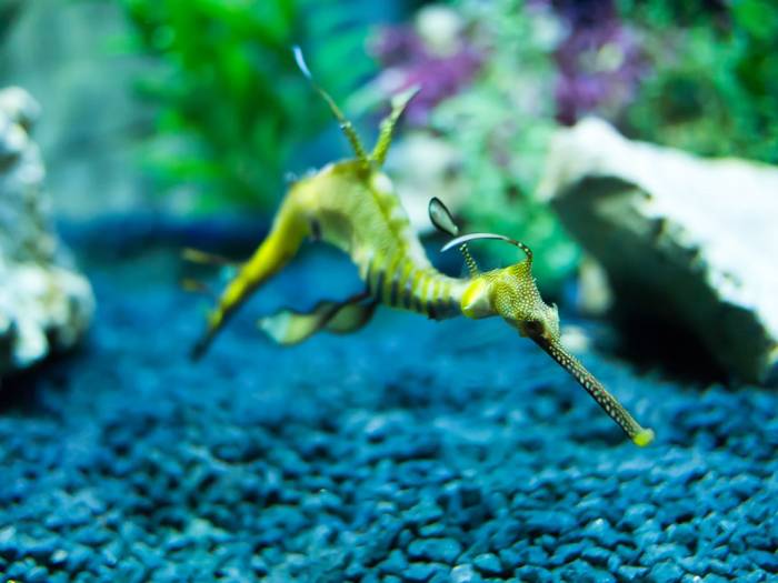 Морские коньки и Морские драконы в фотографиях