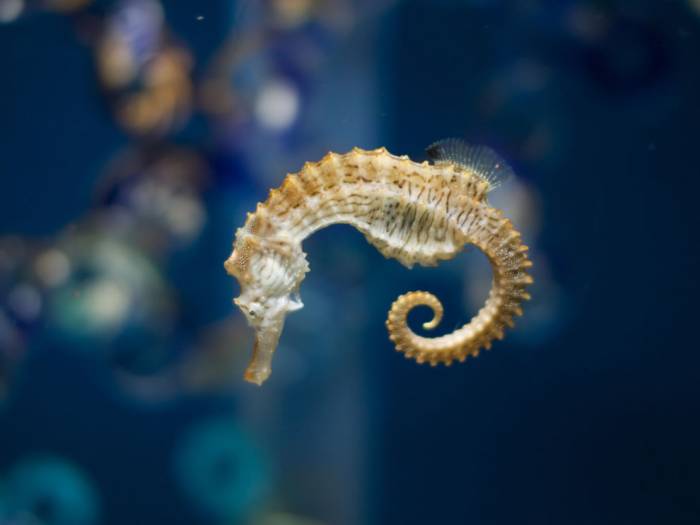 Морские коньки и Морские драконы в фотографиях